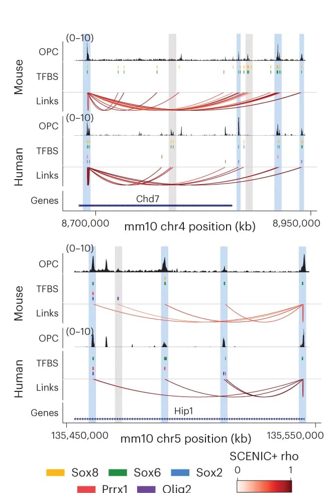 Open access visualization of Line Plot, Density Plot, OPC Coverage, TFBSs, Regiongene Links