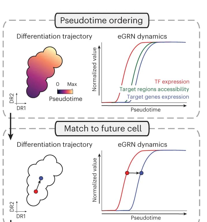 Open access visualization of Line Plot, Scatter Plot, UMAP, SCENIC+, Differentiation