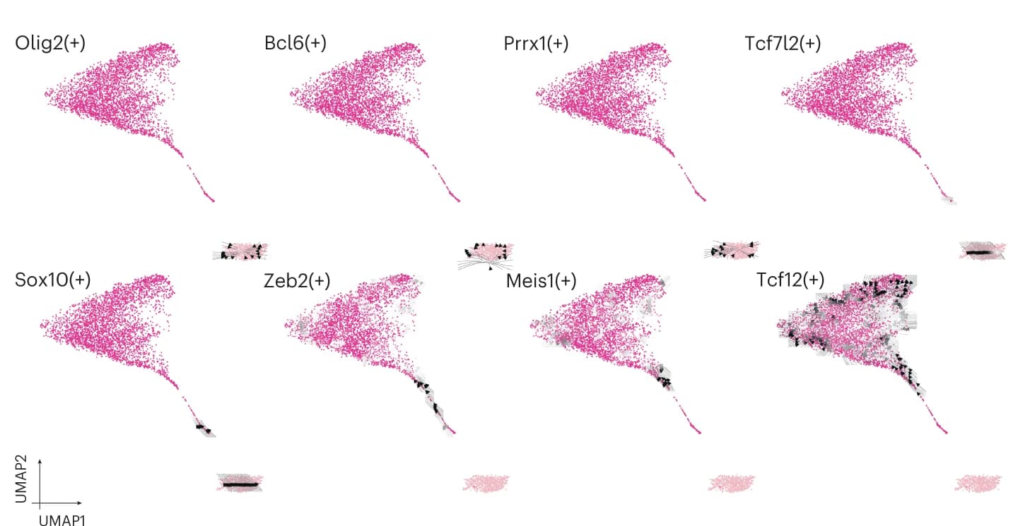 Open access visualization of UMAP, Scatter Plot, Arrow Grid, Differentiation, OPCs