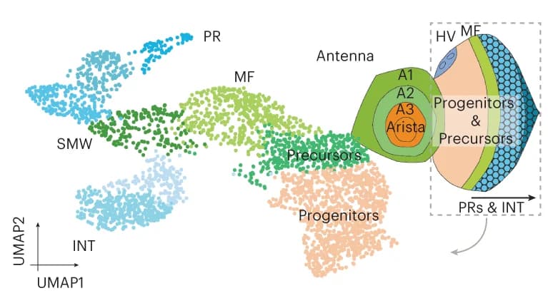 Open access visualization of UMAP, Scatter Plot, Illustration, Dimensionality Reduction, Pseudocells