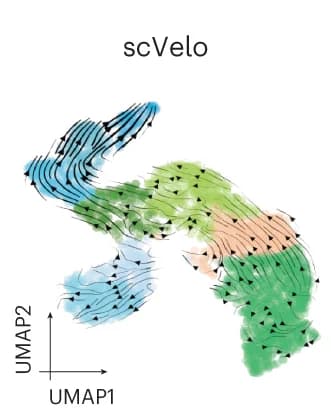 Open access visualization of UMAP, Scatter Plot, scVelo, Velocity Arrows