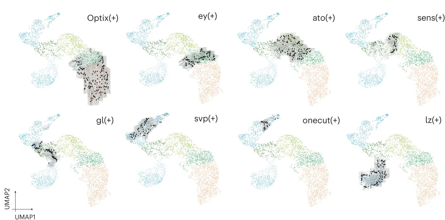 Open access visualization of UMAP, Scatter Plot, Arrow Grid, Eye Disc, Differentiation