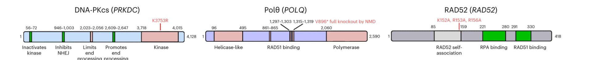 Open access visualization of Illustration, Protein domain structures, DNA-PKcs, Poltheta, RAD52