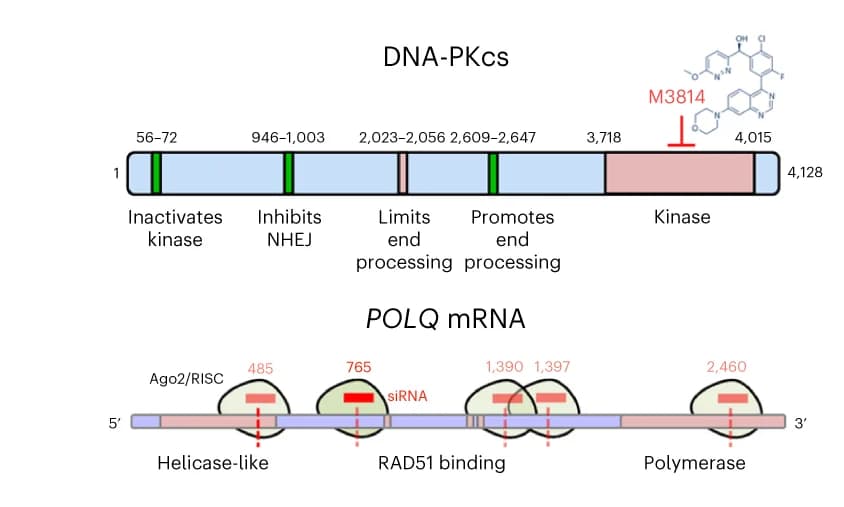 Open access visualization of Illustration, Repair pathway inhibition, Homologous recombination, HDR, DNA-PKcs inhibitor