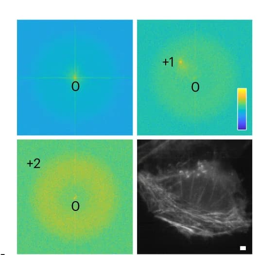 Open access visualization of Microscopy, Heatmap, Frequency Domain, SNR, Actin Filaments