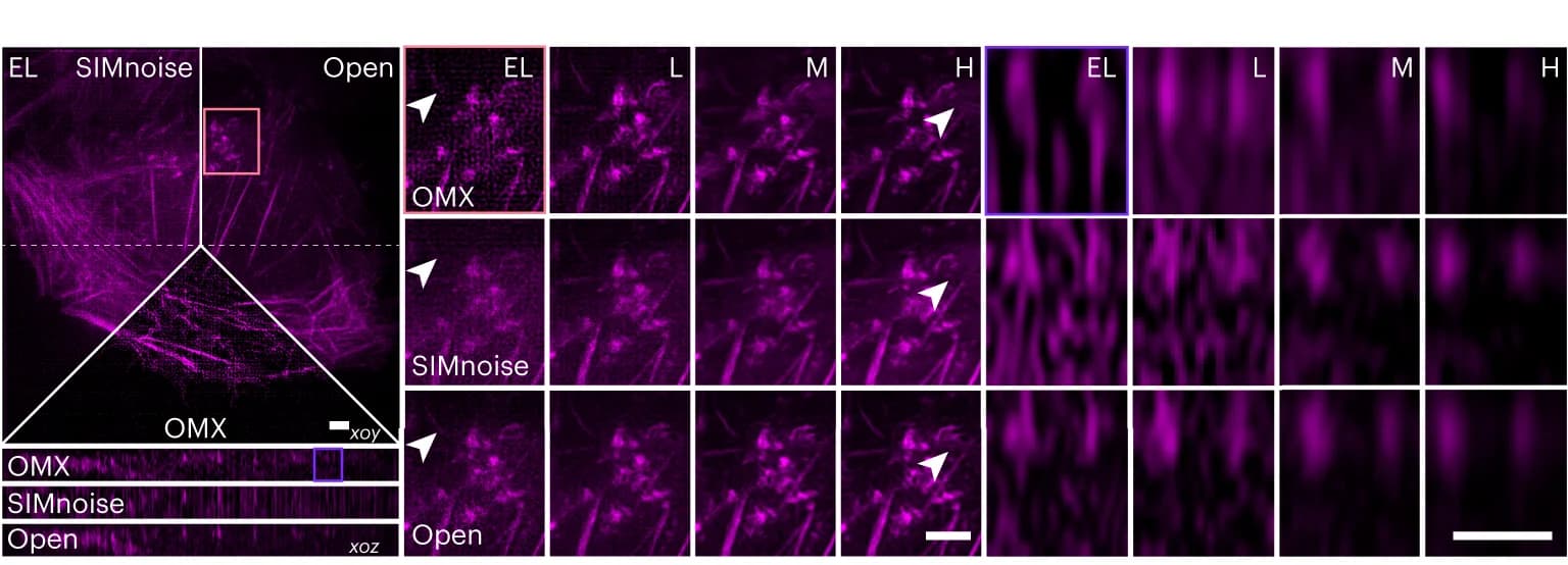 Open access visualization of Microscopy, Actin Filaments, SIMnoise, OMX, Open-3DSIM