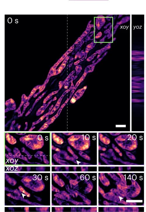 Open access visualization of Microscopy, Open-3DSIM, 3D Mitochondrial Ridge Structure, COS7 Cell, Mitochondrial Fusion