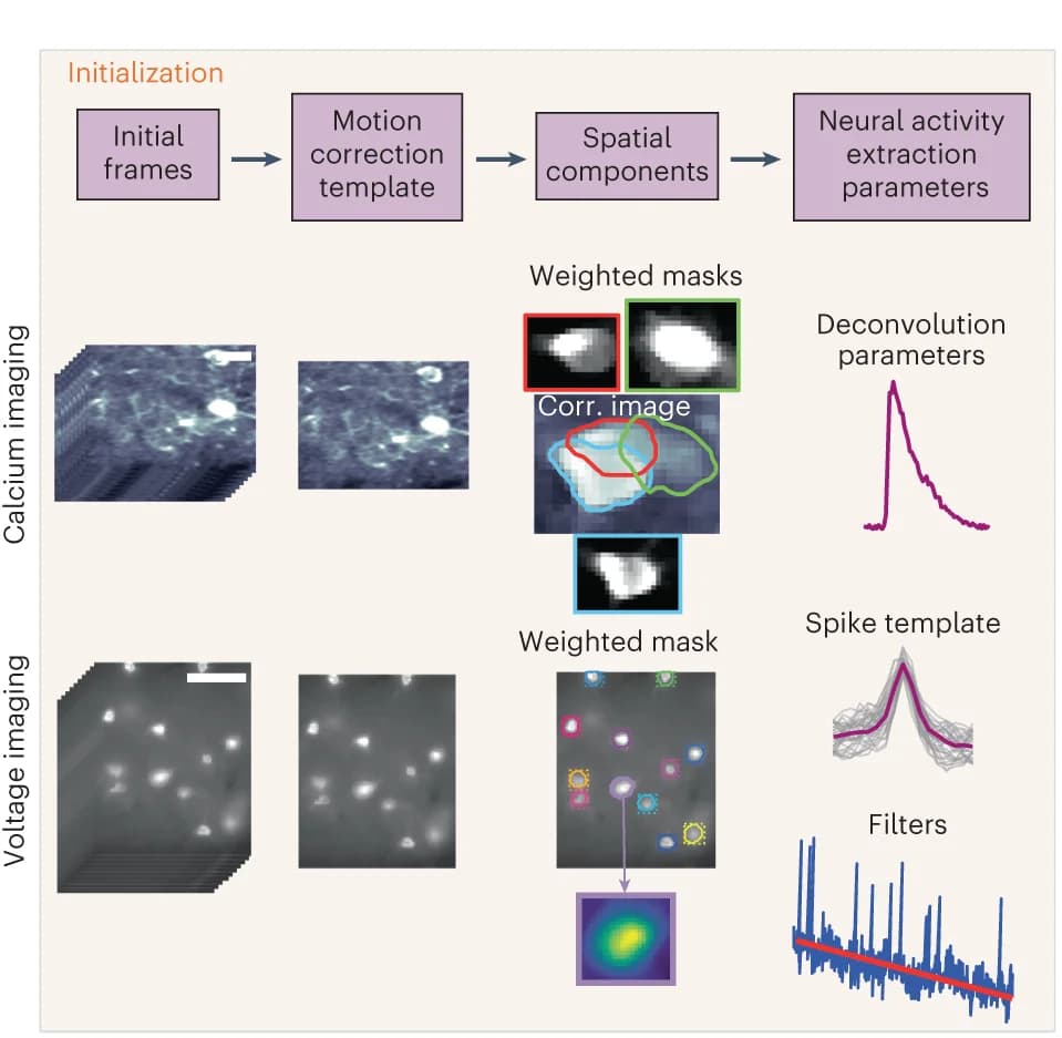 Open access visualization of Workflow, Microscopy, Line Plot, Calcium Imaging, Voltage Imaging