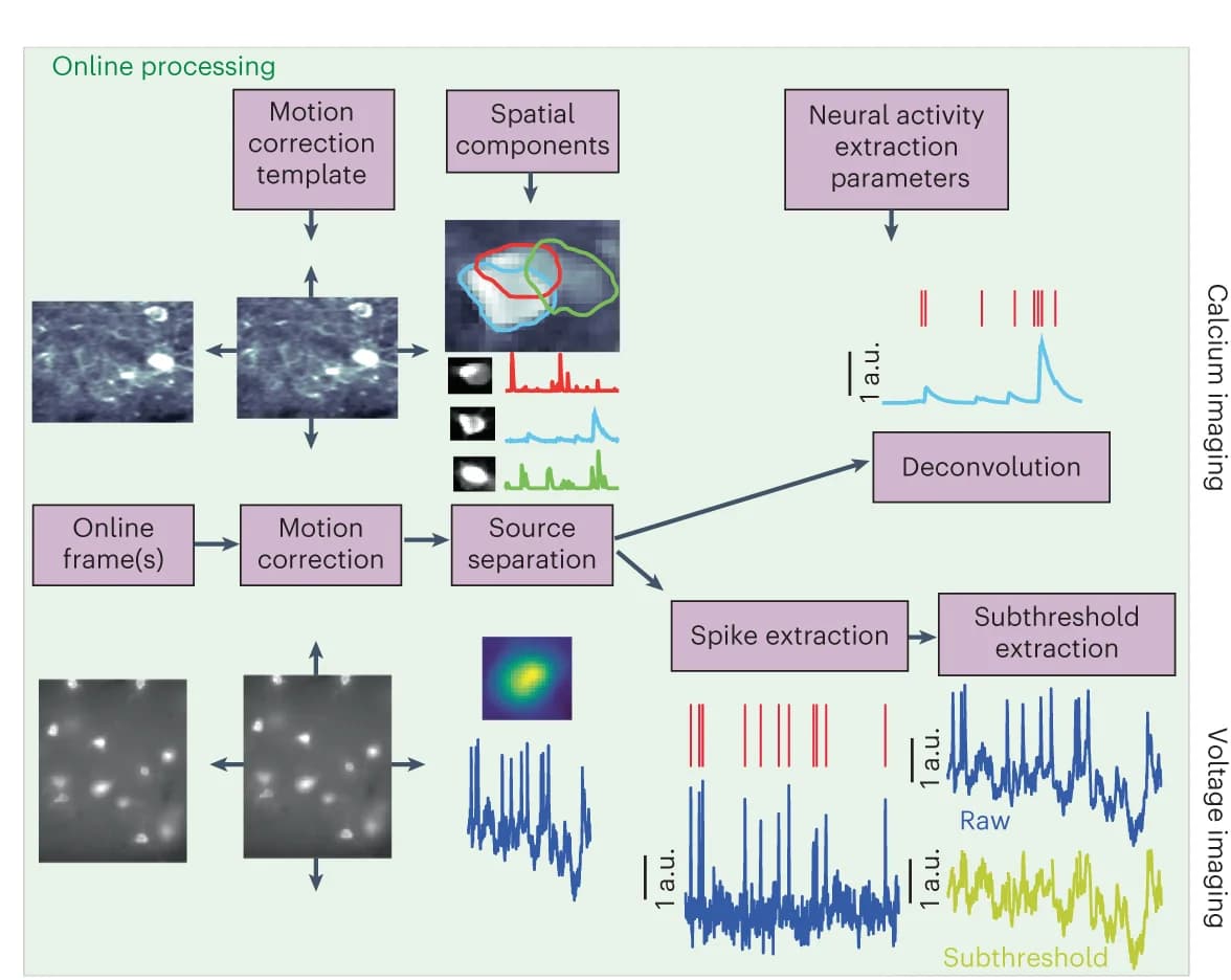 Open access visualization of Workflow, Illustration, Line Plot, Microscopy, Online Processing