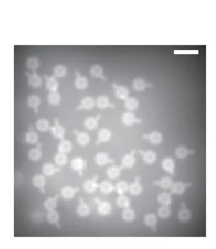 Open access visualization of Microscopy, Simulated Movie, Neurons, Mean Image