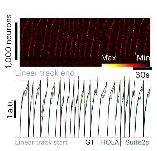 Open access visualization of Line Plot, Heatmap, Raster Plot, Deconvolved Neural Activity, Neurons