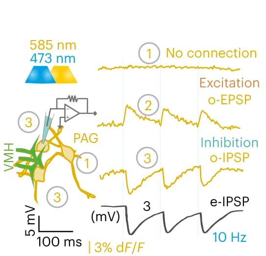 Open access visualization of Line Plot, Illustration, All-optical Voltage Imaging, Whole-cell Patch-clamp Recording, O-phys Traces