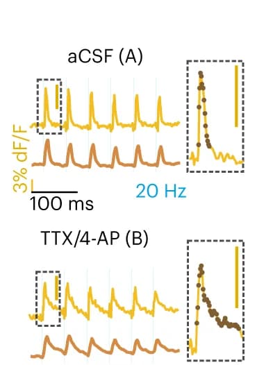 Open access visualization of Line Plot, All-optical, Compound o-PSPs, aCSF, TTX