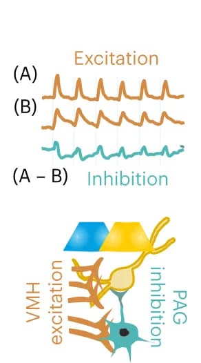 Open access visualization of Line Plot, Illustration, Moving Averages, Excitatory, Disynaptic Inhibitory Signal