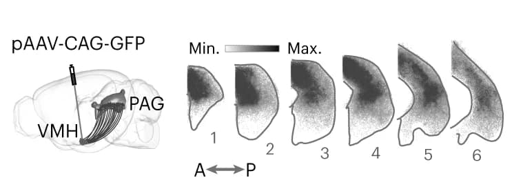 Open access visualization of Illustration, Viral GFP labeling, VMH-PAG, Axonal map