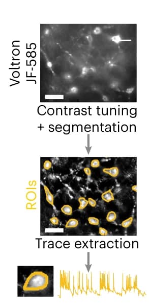 Open access visualization of Workflow, Microscopy, Line Plot, FOV, PAG Neurons