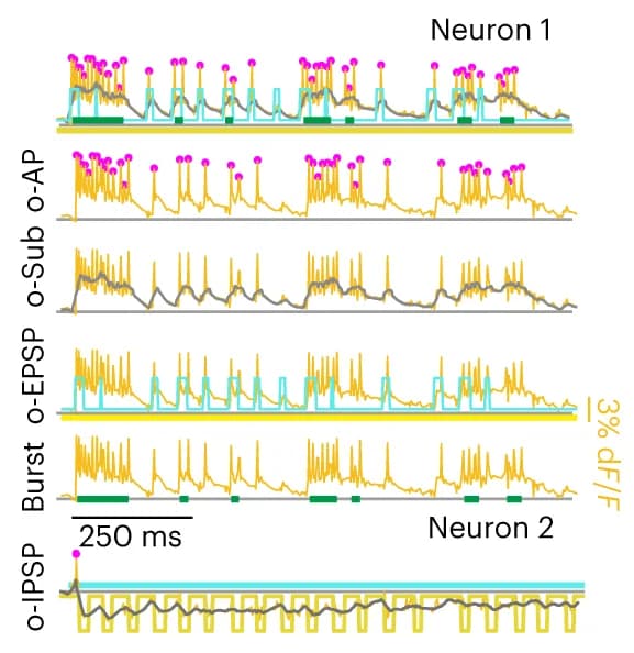 Open access visualization of Line Plot, O-APs, O-Sub, O-EPSPs, O-IPSPs