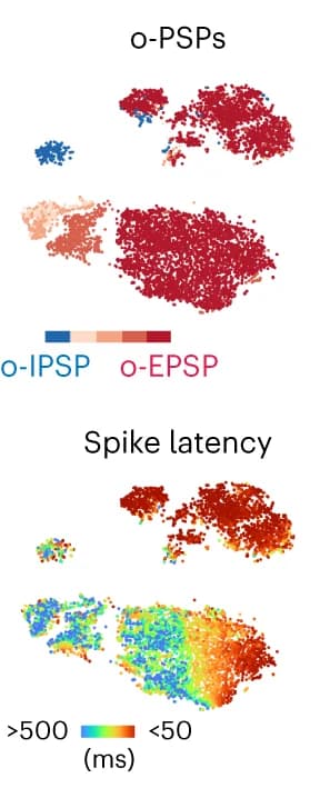 Open access visualization of Scatter Plot, UMAP, T-SNE Plot, VMH-PAG Connectome, O-IPSPs