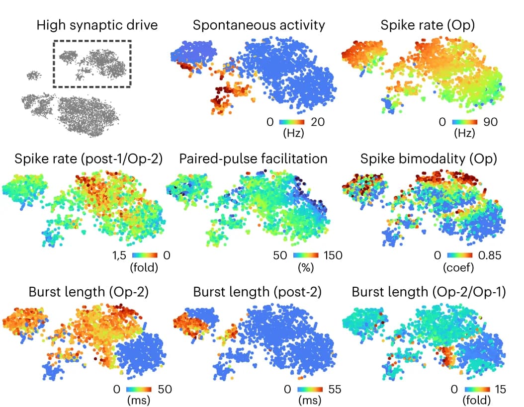 Open access visualization of Scatter Plot, UMAP, T-SNE, VMH-PAG, Postsynaptic O-Phys