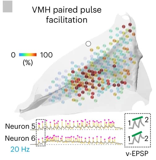 Open access visualization of Bubble Plot, Line Plot, PAG model, Voxel-mapping, PP Facilitation