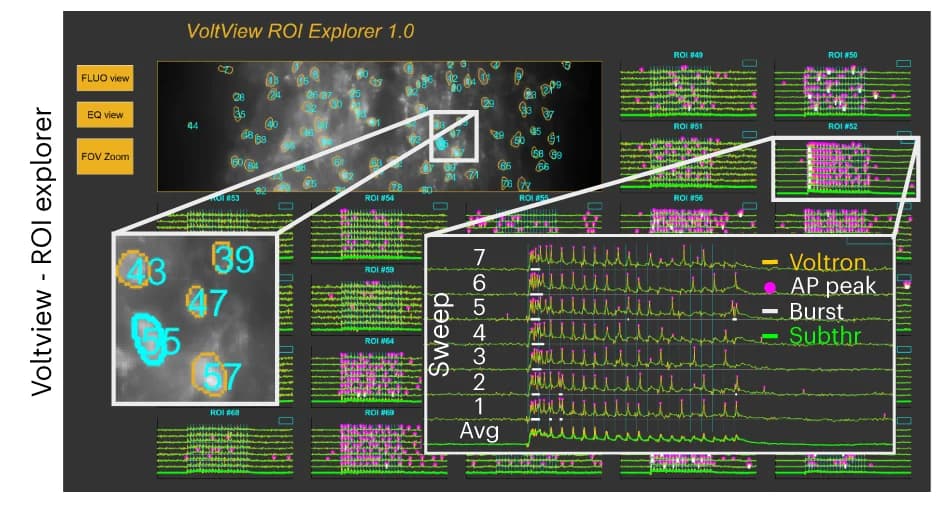 Open access visualization of Line Plot, Microscopy, VoltView, Graphical User Interface, ROI Explorer