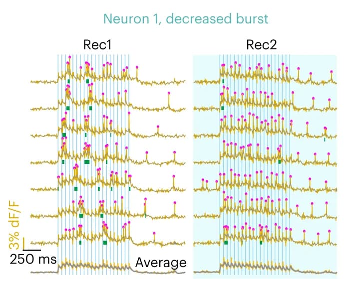 Open access visualization of Line Plot, Neuron, Bursting, PRT, Burst Length