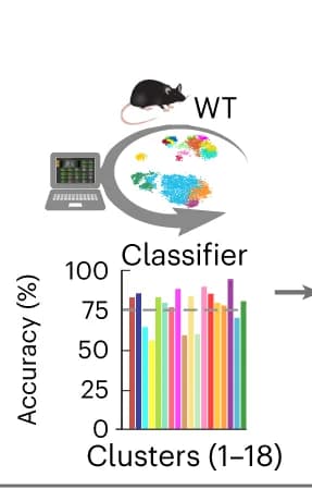 Open access visualization of Bar Plot, Workflow, Classification, Wild Type