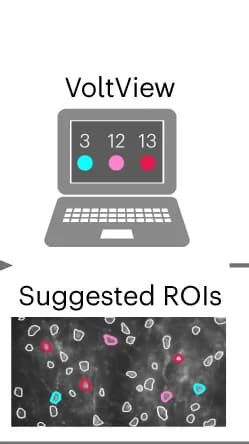 Open access visualization of Workflow, ROI, Cluster