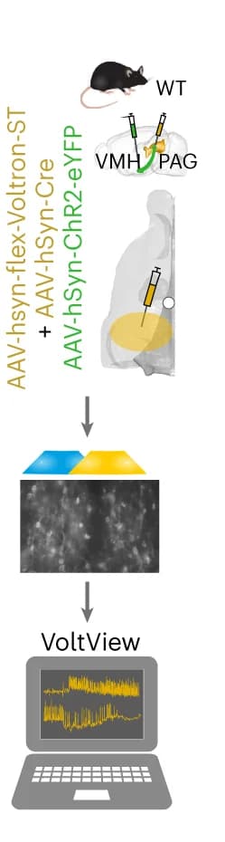 Open access visualization of Workflow, Microscopy, Line Plot, ChR2, Voltron-ST