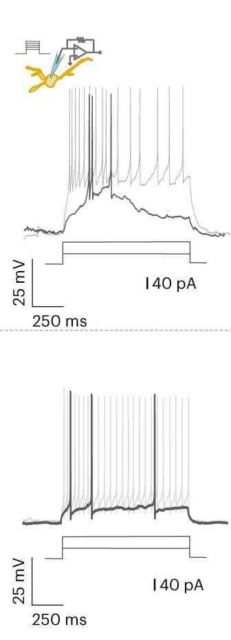 Open access visualization of Line Plot, Illustration, Current-clamp, Bursting type, Regular spiking type