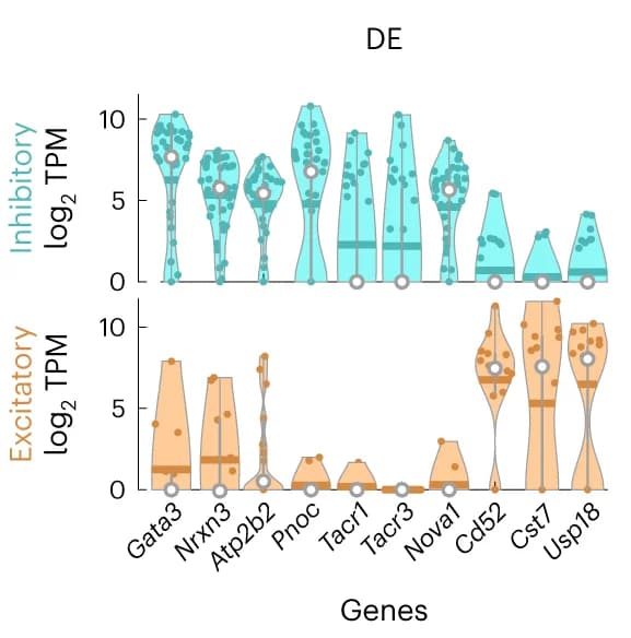 Open access visualization of Violin Plot, Scatter Plot, DE genes, GABAergic, Glutamatergic