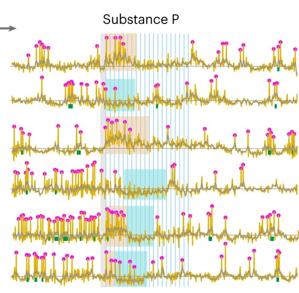 Open access visualization of Line Plot, o-phys traces, Neuron, SP