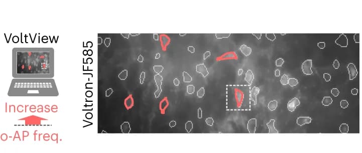 Open access visualization of Microscopy, Illustration, Video comparison, VoltView, Neurons