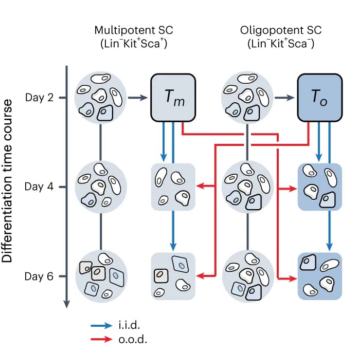 Open access visualization of Workflow, Flowchart, Multipotent Cells, Oligopotent Cells, CellOT