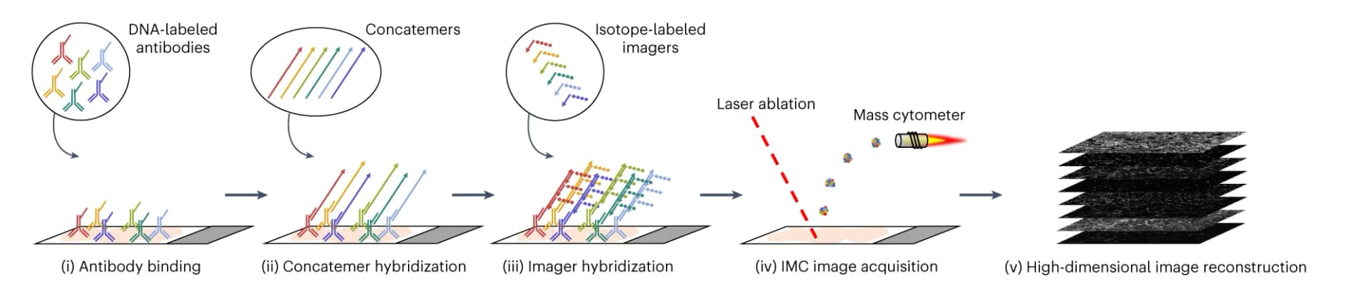Open access visualization of Workflow, Illustration, SABER-IMC, Antibodies, Bridge-DNA tags