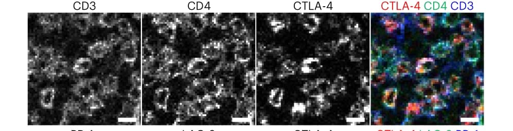 Open access visualization of Microscopy, CD3, CD4, CTLA-4