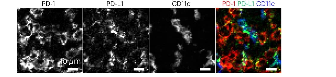 Open access visualization of Microscopy, PD-1, PD-L1, CD11c
