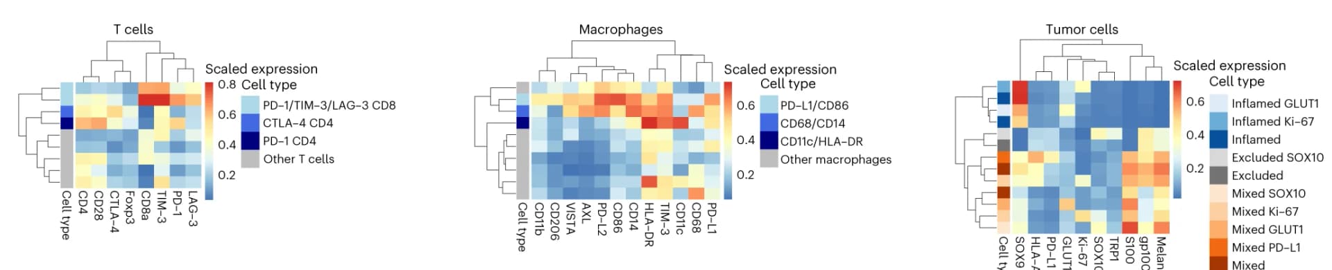 Open access visualization of Heatmap, Clustered, PhenoGraph Clustering, T Cells, Macrophages