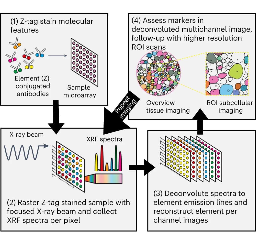 Open access visualization of Workflow, Illustration, Bar Plot, MEZ-XRF, Staining