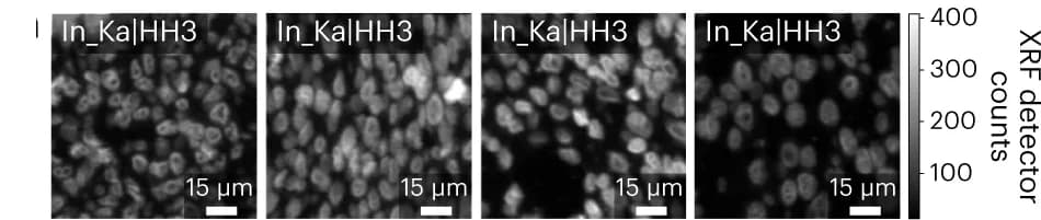 Open access visualization of Microscopy, MEZ-XRF, Breast Epithelial Cell Lines, In_Ka|HH3