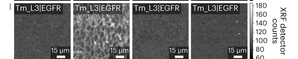 Open access visualization of Microscopy, MEZ-XRF, Breast Epithelial Cell Lines, Tm_L3|EGFR