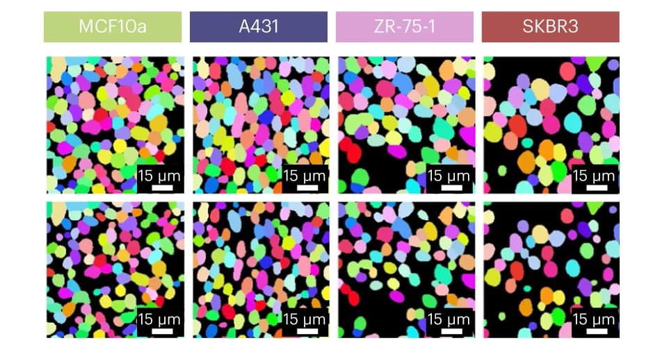 Open access visualization of Microscopy, Cell Segmentation, Nuclear Segmentation, Epithelial Cell Lines, Mesmer