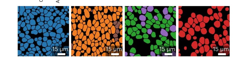 Open access visualization of Microscopy, Cell Masks, Leiden Clusters