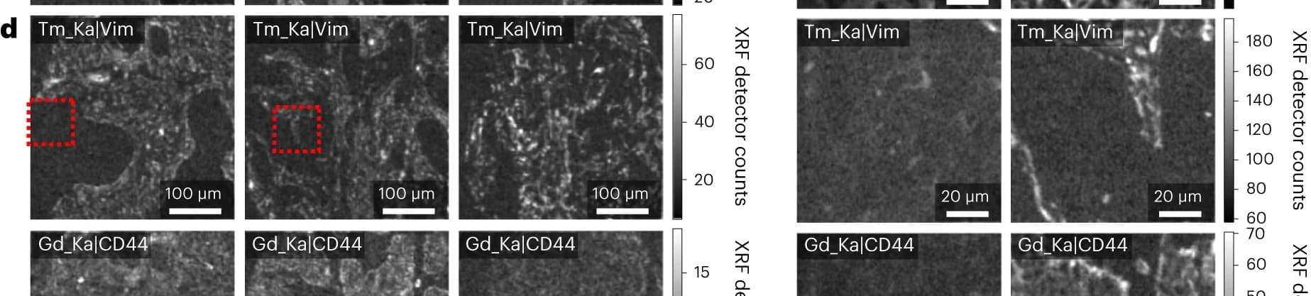 Open access visualization of Microscopy, MEZ-XRF, HER2, Luminal A, Luminal B