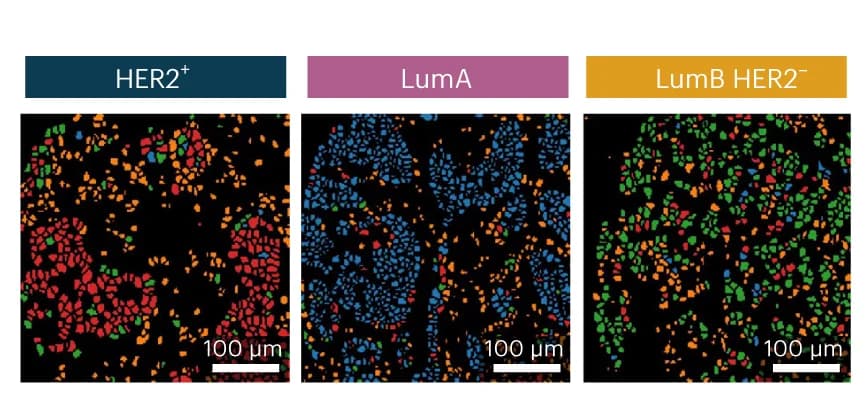 Open access visualization of Microscopy, Leiden clustering, Single-Cell Segmentation, Overview Imagery
