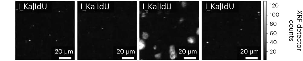 Open access visualization of Microscopy, MEZ-XRF, MCF10a, A431, ZR-75-1