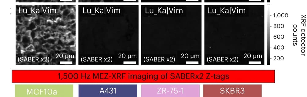 Open access visualization of Microscopy, SABERx2, MEZ-XRF, MCF10a, A431
