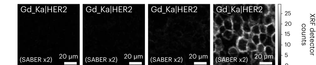 Open access visualization of Microscopy, High-speed, SABERx2, MEZ-XRF, MCF10a