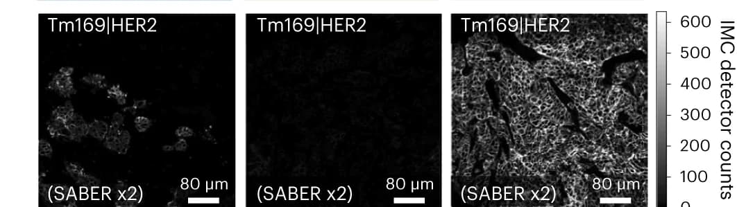 Open access visualization of Microscopy, IMC Imaging, Tm_Ka|HER2