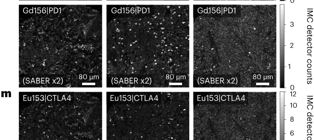 Open access visualization of Microscopy, IMC Imaging, Gd_Ka|PD1